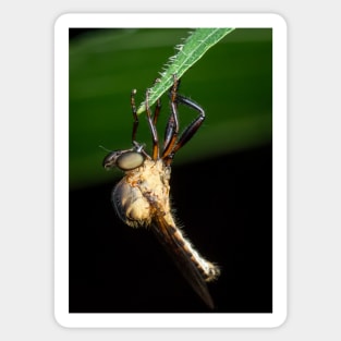 A robber fly (assassin fly) wait for its next prey Sticker